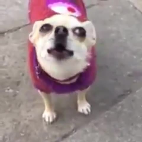 Random shit on my phone 131. Literally a bunch of random . Some may be cringe, some may be morbid, some may be ear rape and stupid as hell, some may make you qu