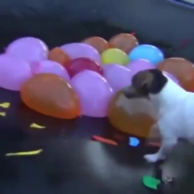 Random shit on my phone 123. Literally a bunch of random that was on my phone. Some may be cringe, some may be morbid, some may be ear rape and stupid as hell,